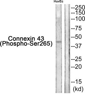 Phospho-GJA1 (Ser265) Antibody