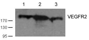 KDR (Ab-1059) Antibody