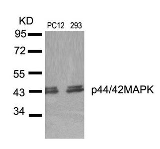 MAPK3 (Ab-204) Antibody
