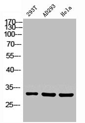 CBR1 Antibody