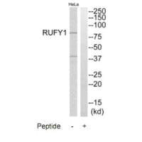 RUFY1 Antibody