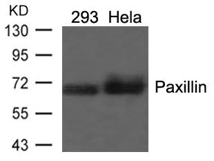PXN (Ab-118) Antibody