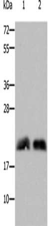 RHOB Antibody