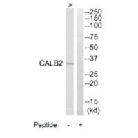 CALB2 Antibody
