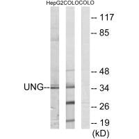 UNG Antibody