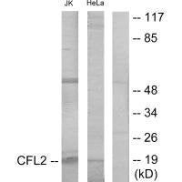 CFL1/CFL2 Antibody
