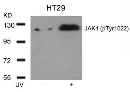 Phospho-JAK1 (Tyr1022) Antibody