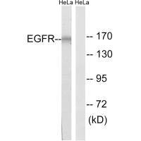 EGFR (Ab-1026) Antibody