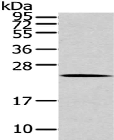 ARL2 Antibody