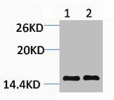 Tri-Methyl-Histone H3 (Lys14) Antibody