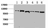 STAT2 Antibody