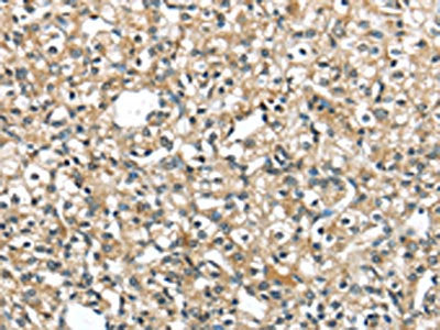 SRP54 Antibody