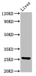 Vegfa Antibody