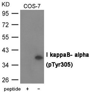 Phospho-NFKBIA (Tyr305) Antibody