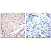 CUL1 Antibody