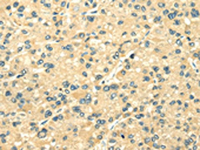 TXN2 Antibody