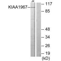 CCAR2 Antibody
