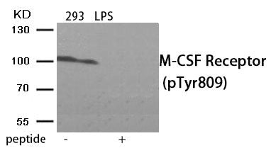 Phospho-CSF1R (Tyr809) Antibody