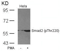 Phospho-SMAD2 (Thr220) Antibody