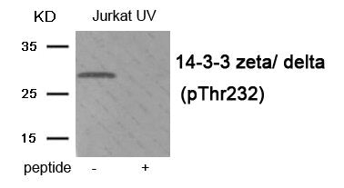 Phospho-YWHAZ (Thr232) Antibody