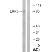 LRP3 Antibody