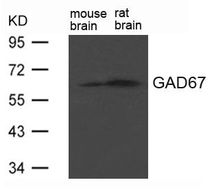 GAD1 Antibody