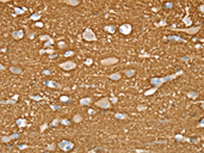 STXBP1 Antibody