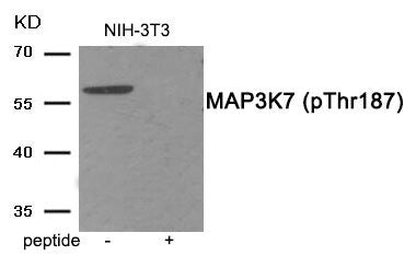 Phospho-MAP3K7 (Thr187) Antibody