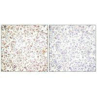 POU2F1 Antibody