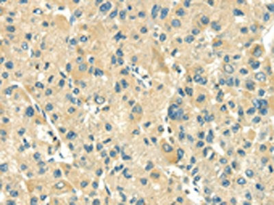 TXN2 Antibody