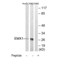 EMX1 Antibody