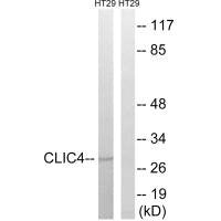 CLIC4 Antibody
