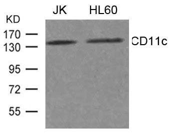 ITGAX Antibody