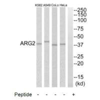 ARG2 Antibody