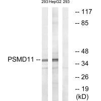 PSMD11 Antibody