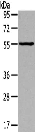 THRA Antibody