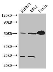 TUBA4A Antibody