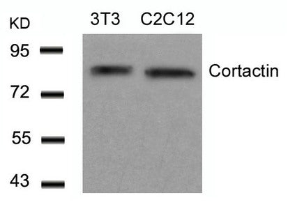 CTTN (Ab-466) Antibody