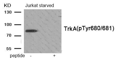 Phospho-NTRK1 (Tyr680/681) Antibody
