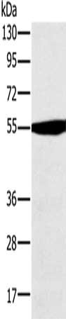 OXCT1 Antibody