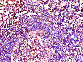 NRG1 Antibody