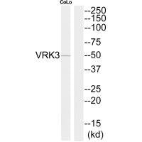 VRK3 Antibody