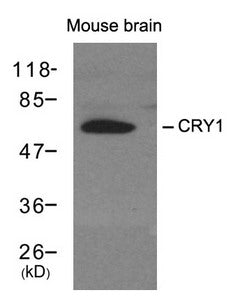CRY1 Antibody