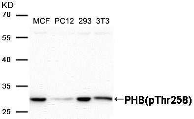 Phospho-PHB (Thr258) Antibody
