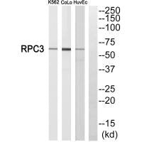 POLR3C Antibody