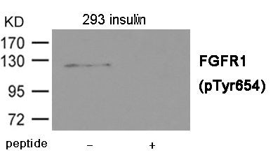 Phospho-FGFR1 (Tyr654) Antibody