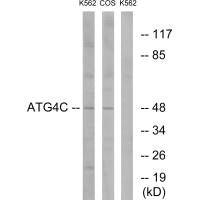 ATG4C Antibody