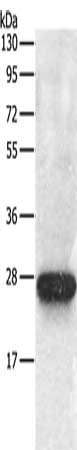 RAB5C Antibody