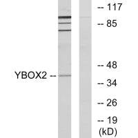 YBX2 Antibody