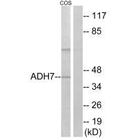 ADH7 Antibody